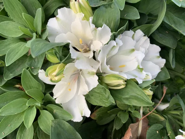 $1,688,000 | 1152 Curtner Avenue, San Jose, CA 95125