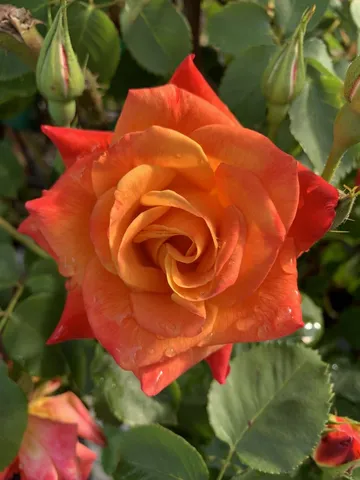 $1,688,000 | 1152 Curtner Avenue, San Jose, CA 95125