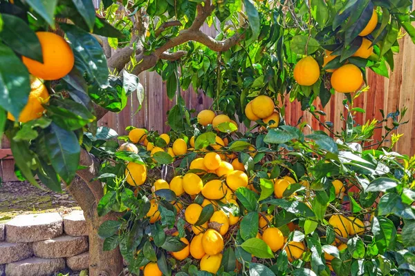 $650,000 | 8314 Bramble Bush Circle, Antelope, CA 95843