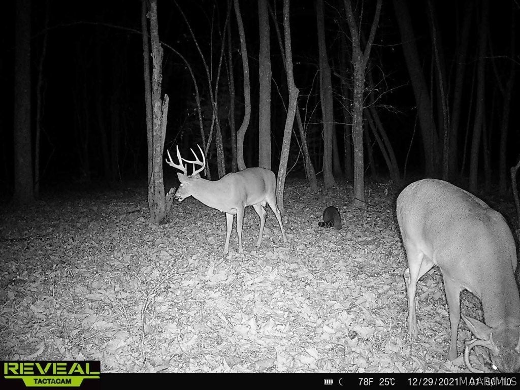 0 Hesters Store Road Red Level, AL 36474 - Photo 11 of 12 Gallery Image 11