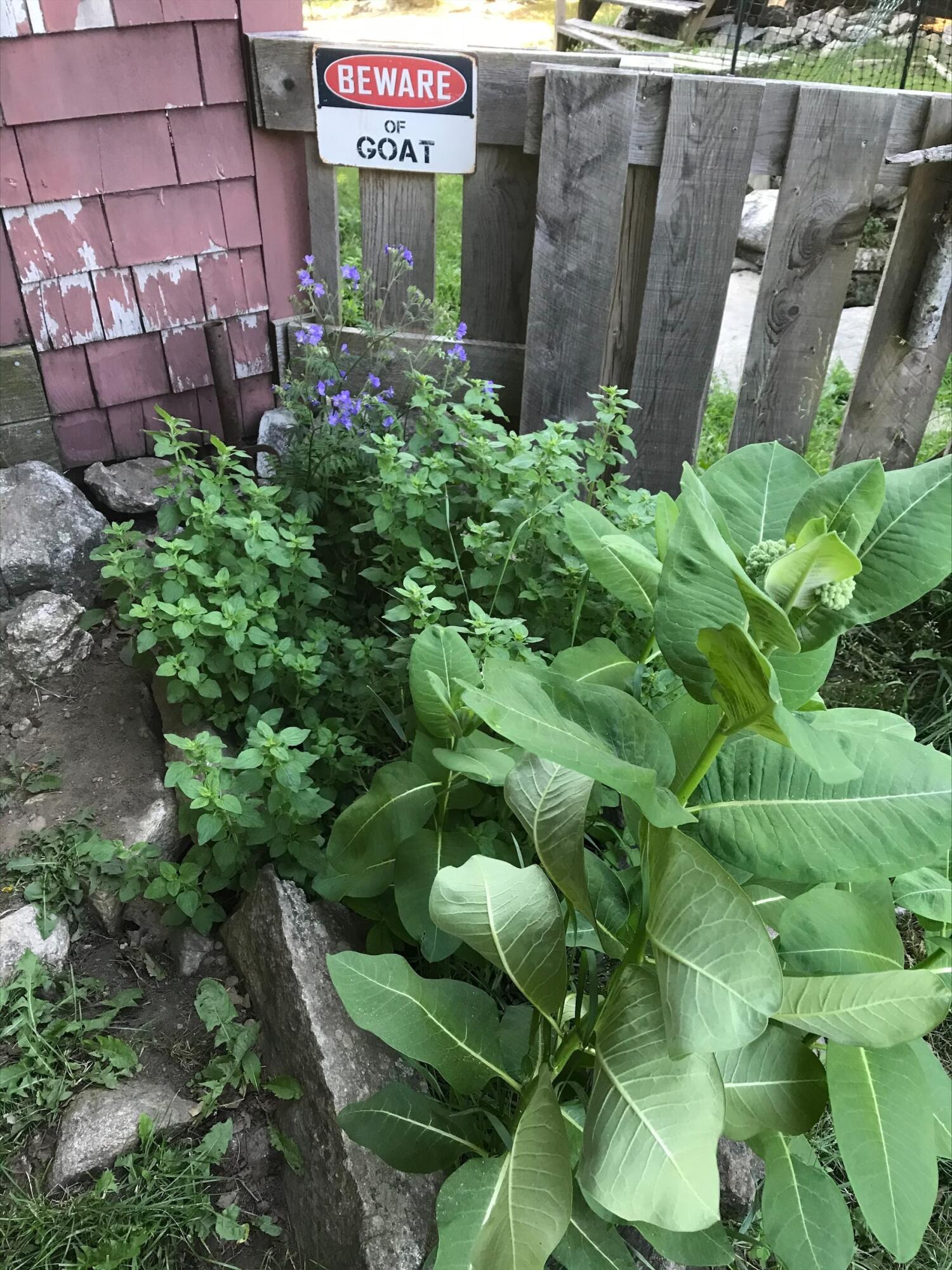 431 Town House Road Whitefield, ME 04353 - Photo 18 of 67 7.43 flower bed 2