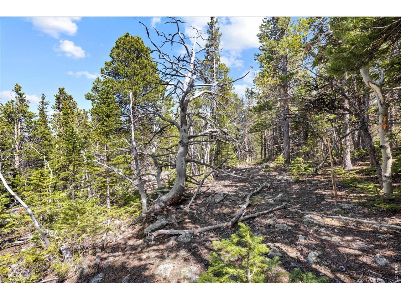 1199 Brainard Lake Road Ward, CO 80481 - Photo 8 of 27