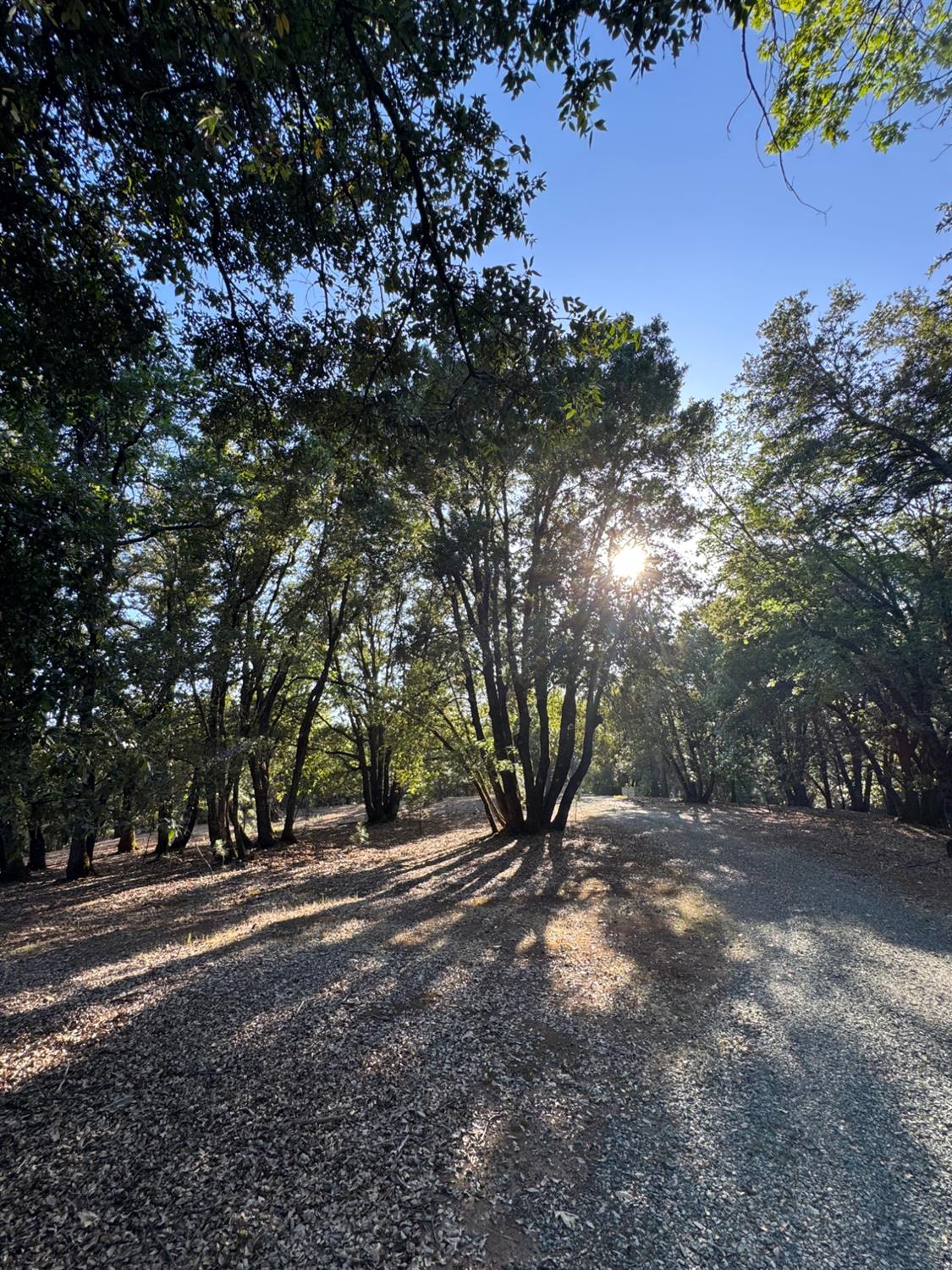 14577 Andrews Road Pine Grove, CA 95665 - Photo 19 of 37 a view of road with trees