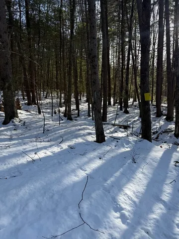 a view of street with large trees