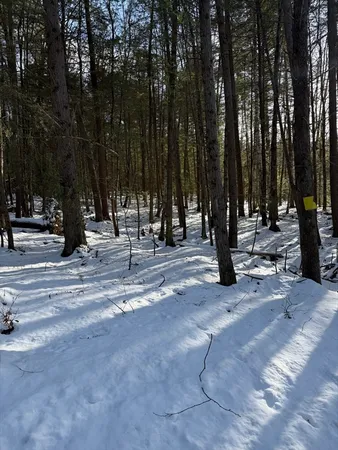 a view of park with trees
