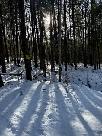 a view of outdoor space with trees