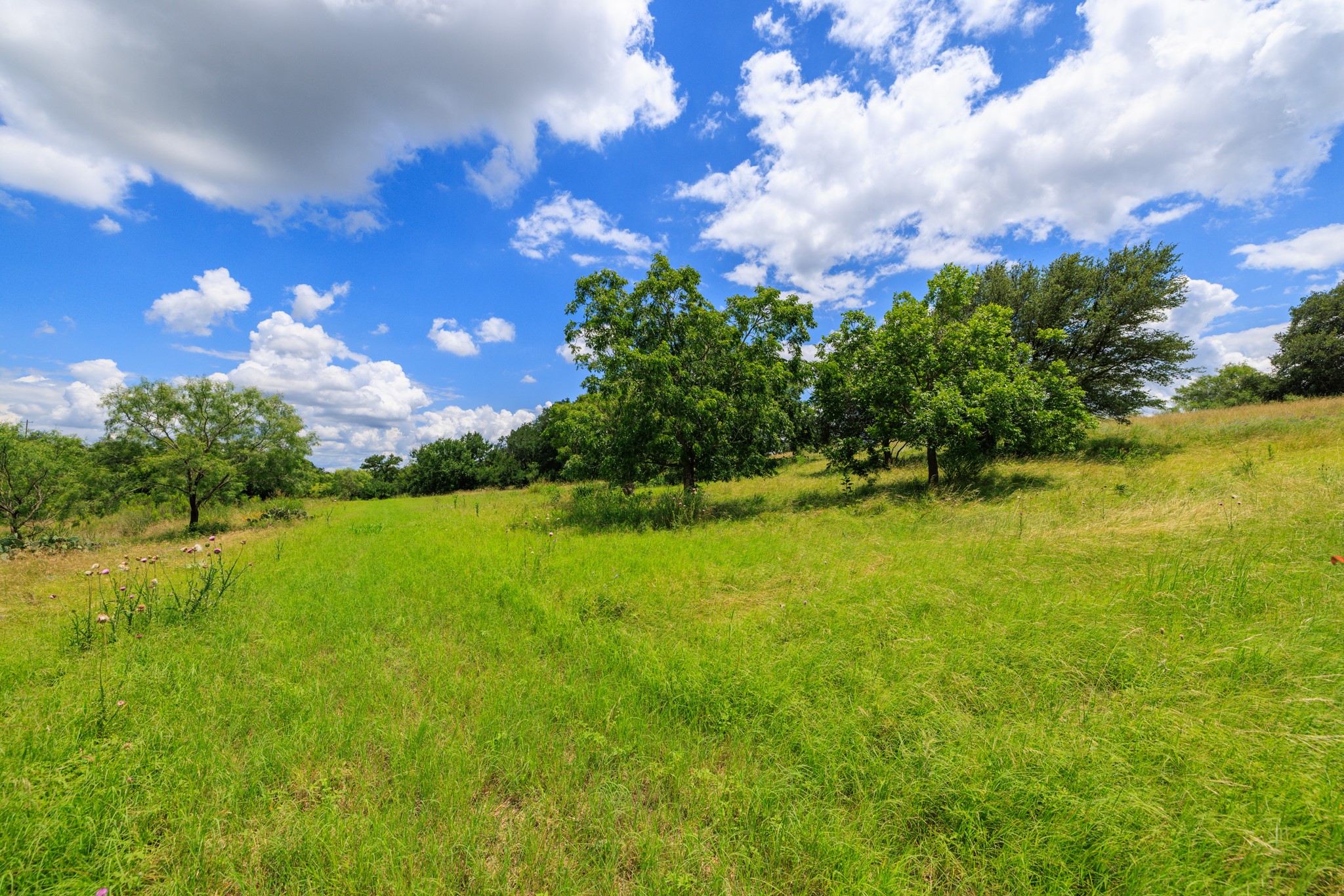 341 River View Road Fredericksburg, TX 78624 - Photo 33 of 40 Lush grassy fields roll gently beneath mature shade trees under wide open skies.