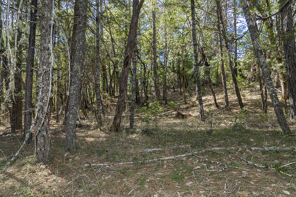 950 Bear Creek Road Selma, OR 97538 - Photo 25 of 36 IMG_5114