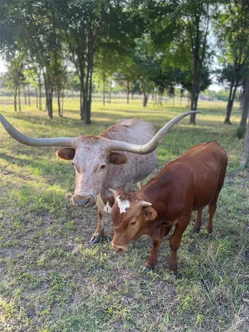 a view of a backyard with large trees
