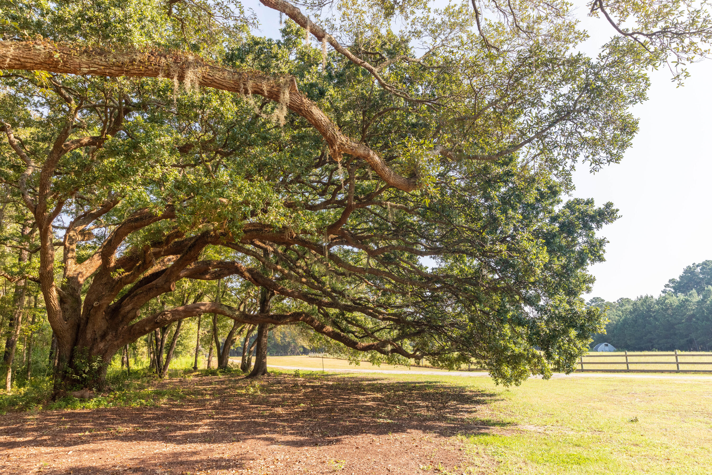 10970 Highway 17 McClellanville, SC 29458 - Photo 68 of 100 Beautiful Grounds
