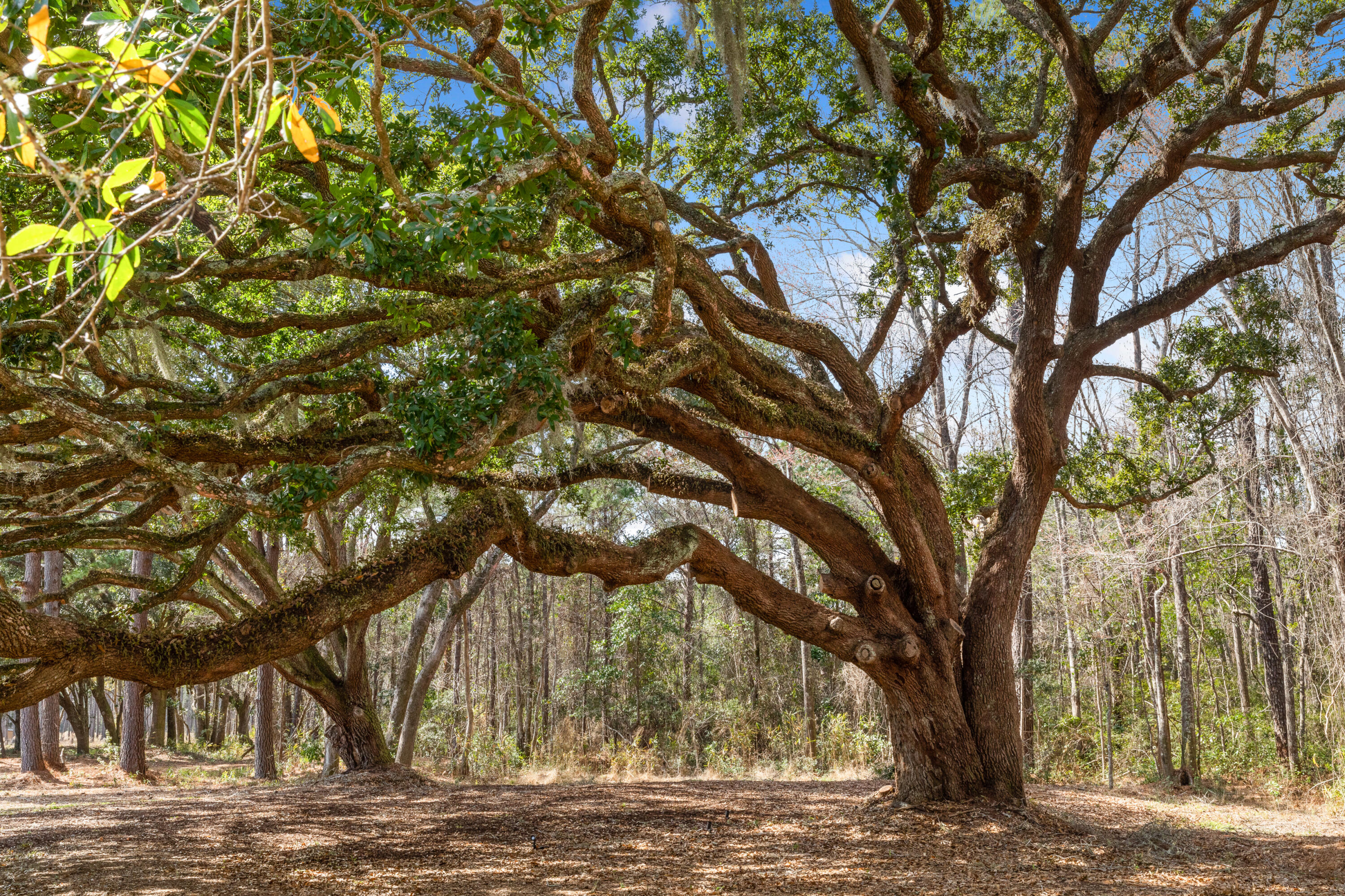 10970 Highway 17 McClellanville, SC 29458 - Photo 70 of 100 Beautiful Grounds