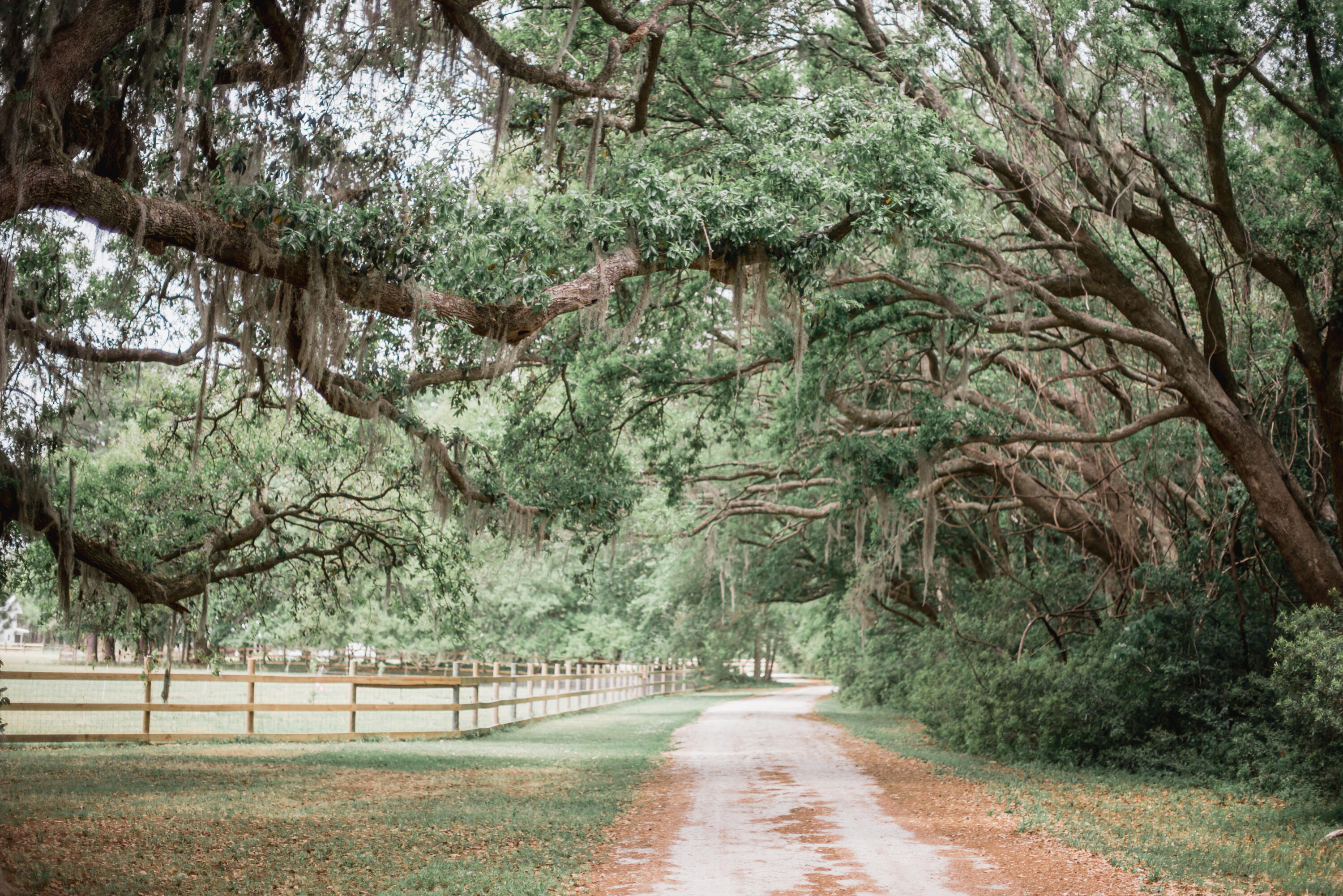 10970 Highway 17 McClellanville, SC 29458 - Photo 71 of 100 Beautiful Grounds