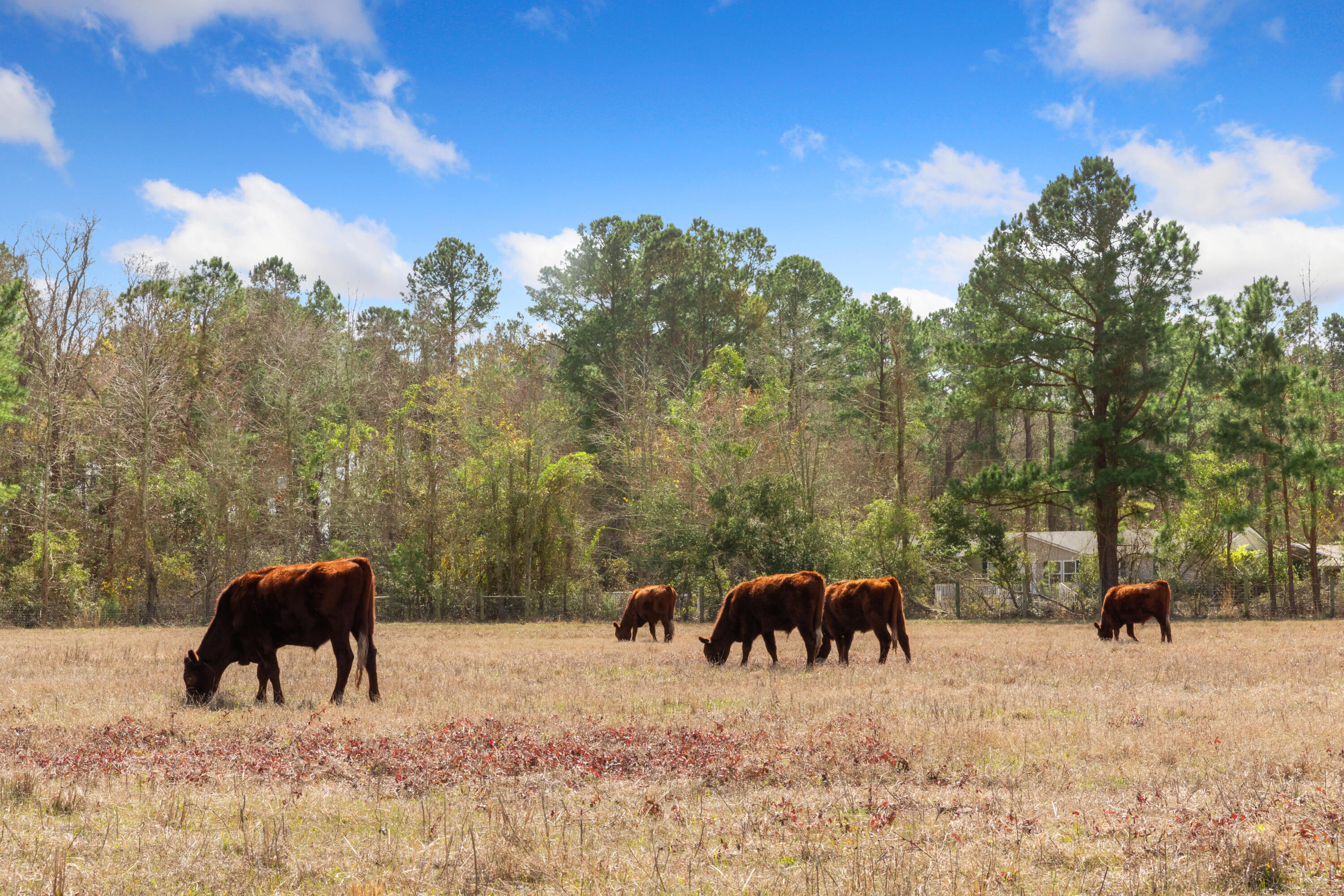 10970 Highway 17 McClellanville, SC 29458 - Photo 73 of 100 Grazing Fields