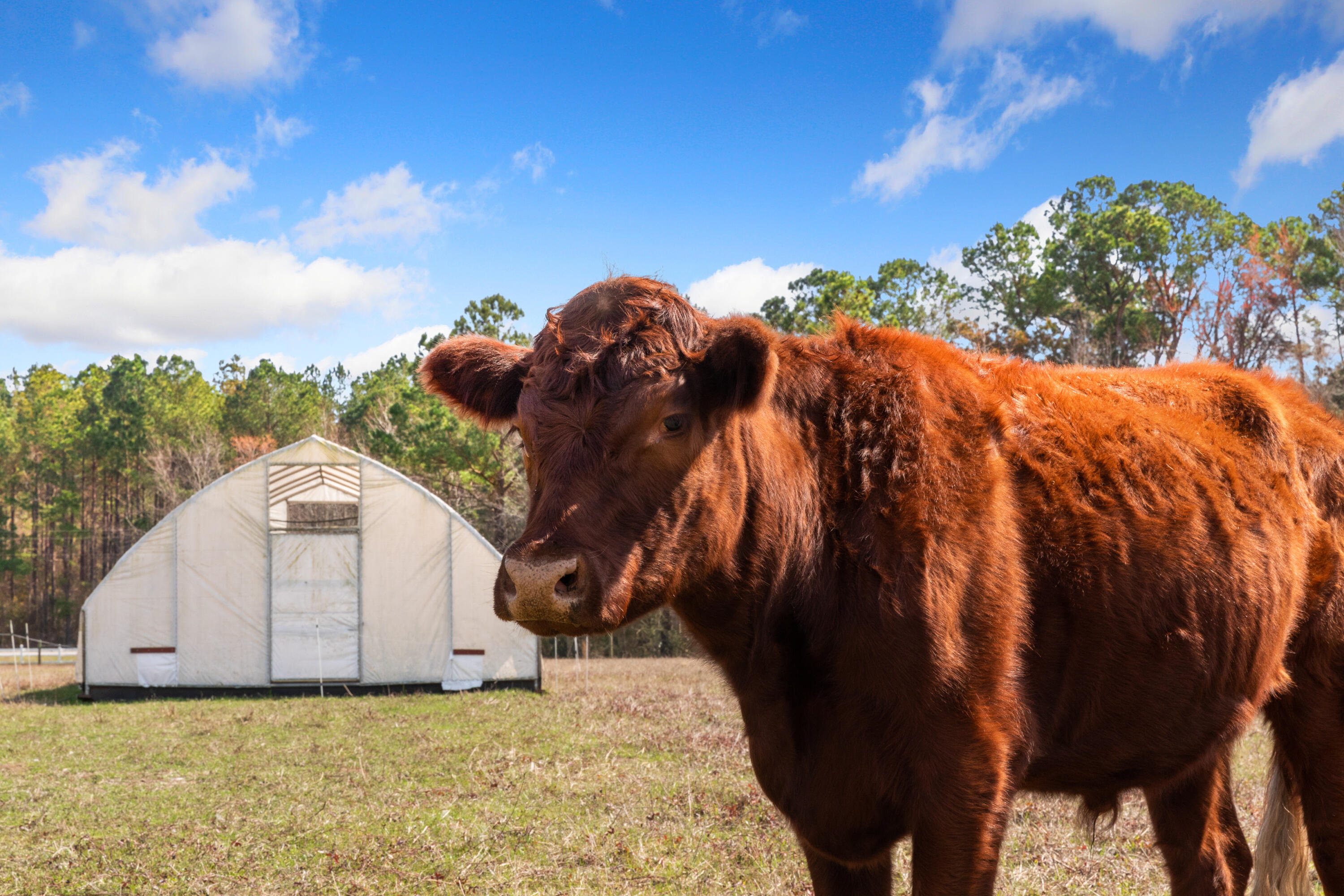 10970 Highway 17 McClellanville, SC 29458 - Photo 74 of 100 Grazing Fields