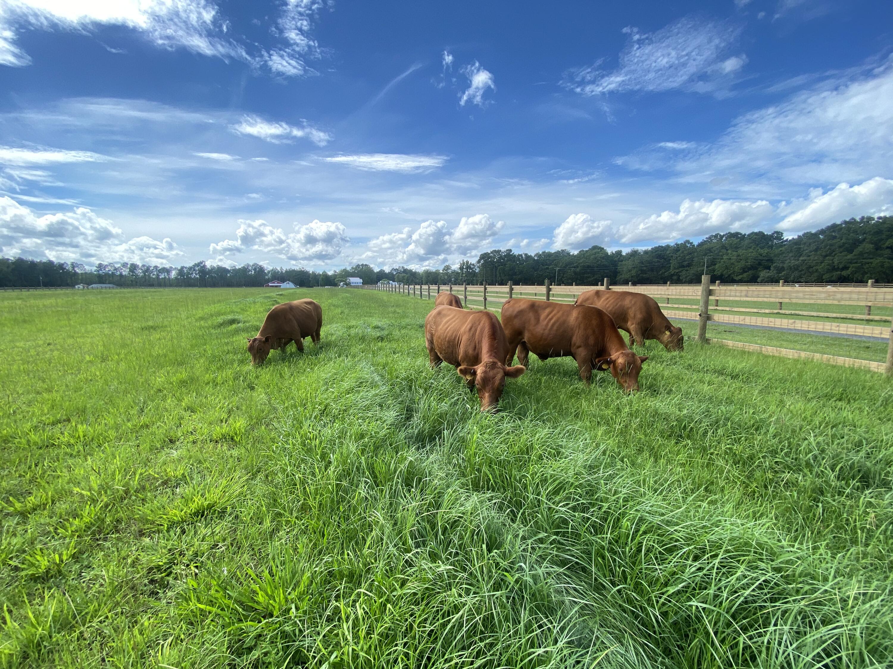 10970 Highway 17 McClellanville, SC 29458 - Photo 75 of 100 Grazing Fields