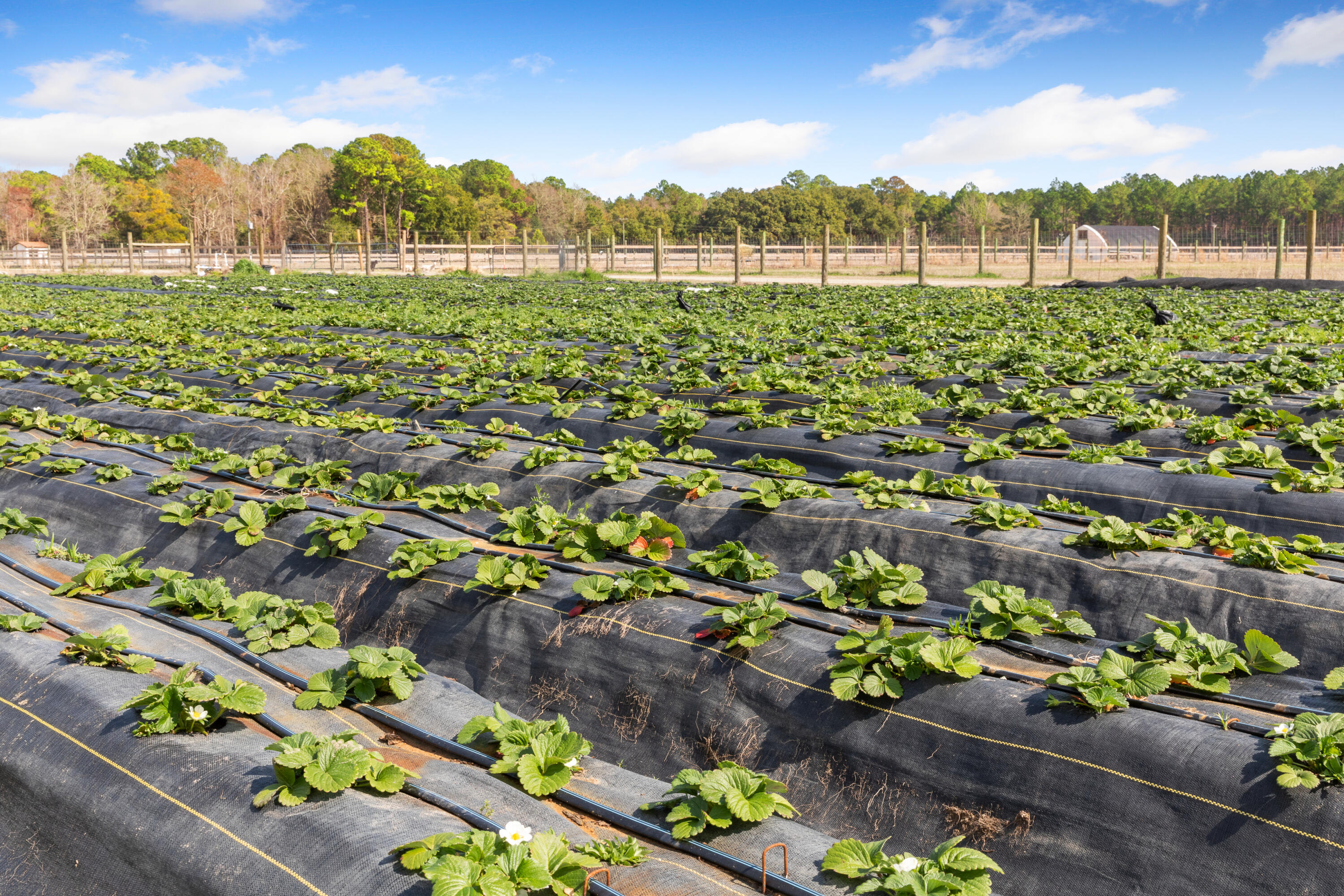 10970 Highway 17 McClellanville, SC 29458 - Photo 87 of 100 Fields