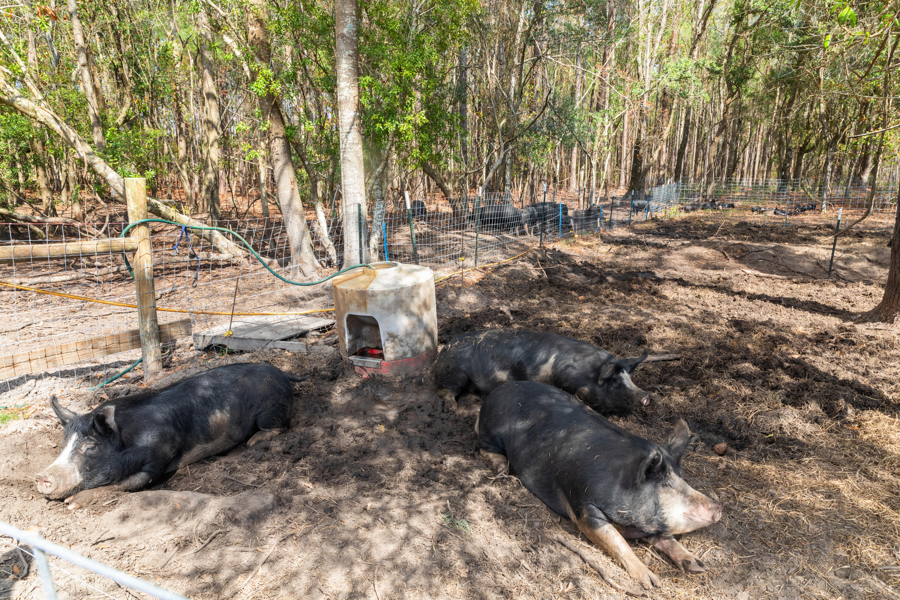 10970 Highway 17 McClellanville, SC 29458 - Photo 89 of 100 Pigs