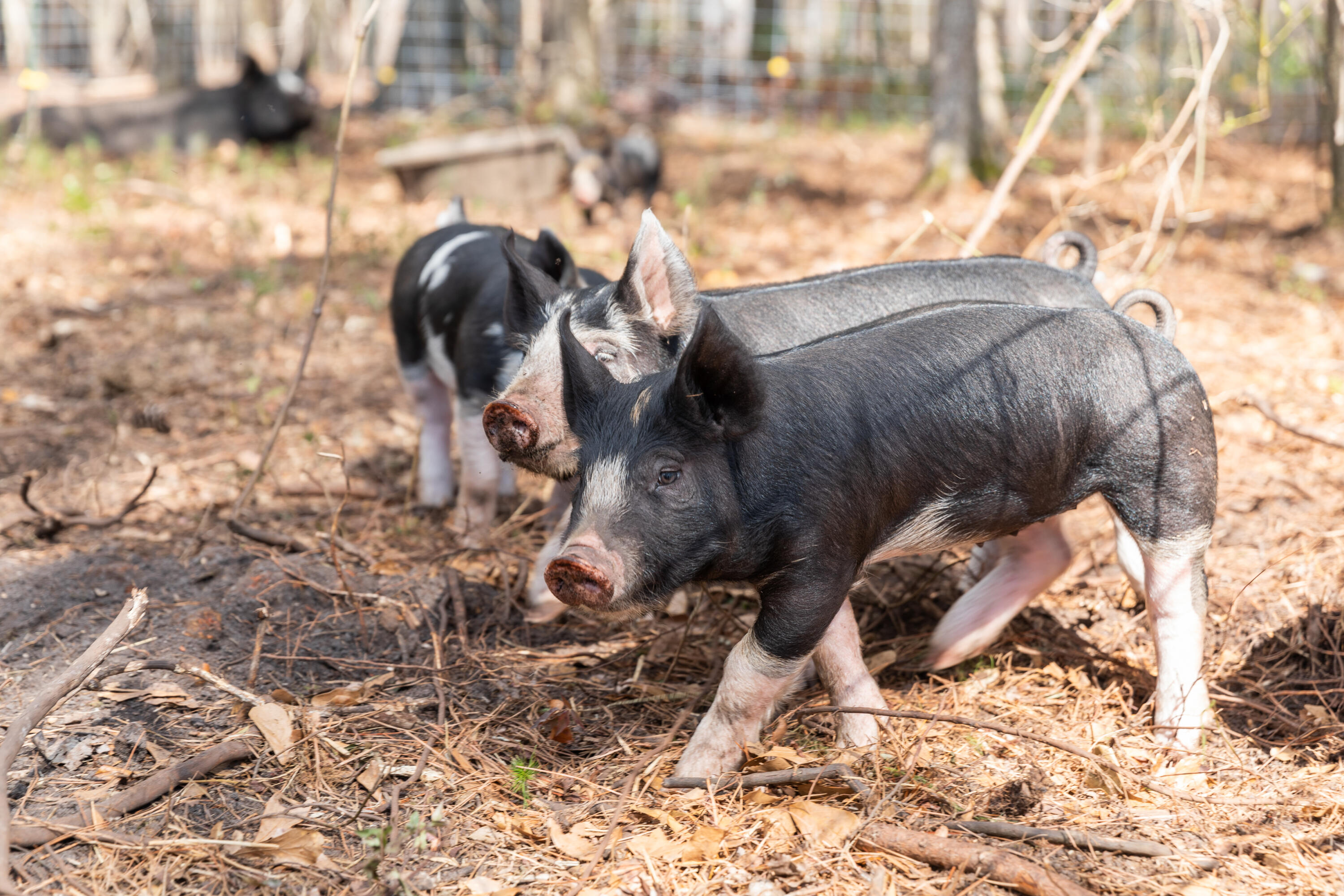 10970 Highway 17 McClellanville, SC 29458 - Photo 90 of 100 Pigs
