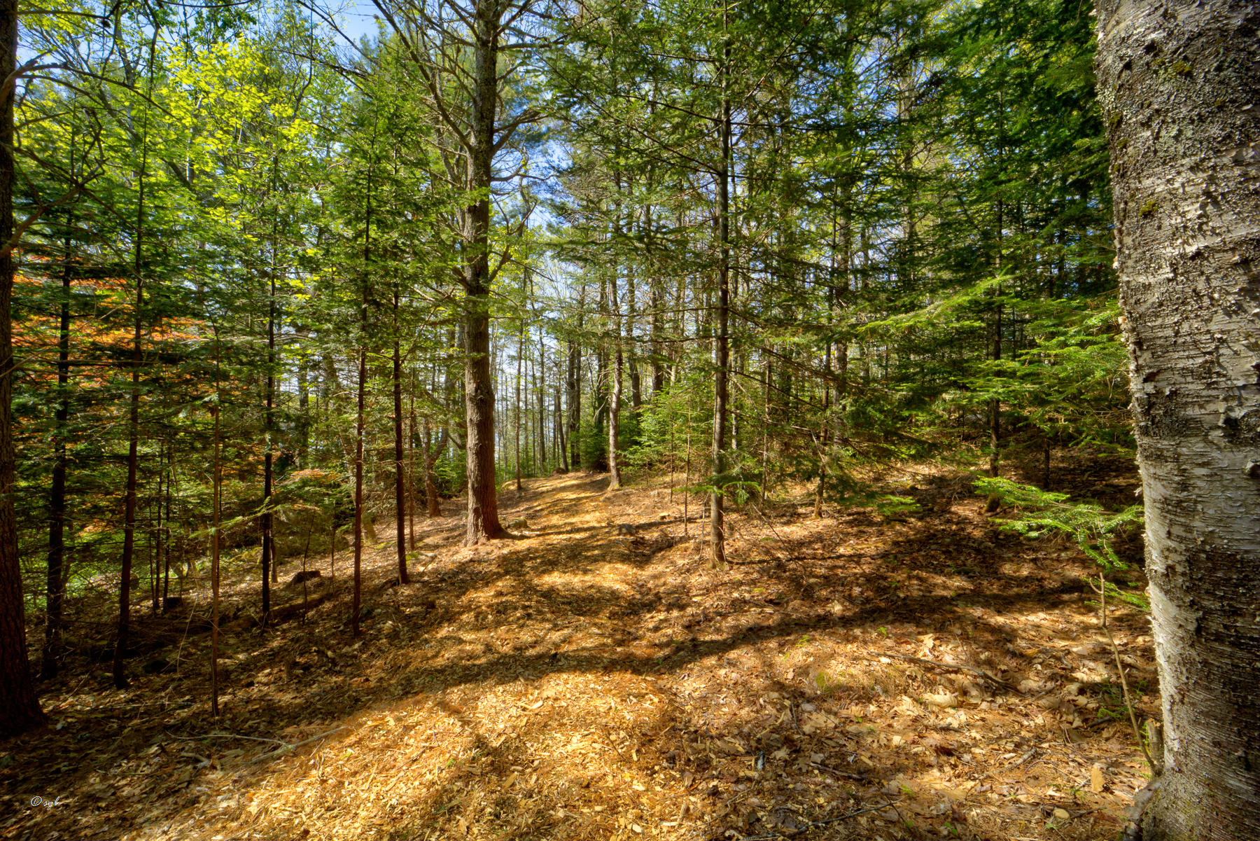Tbd Frank's Flat Sedgwick, ME 04676 - Photo 27 of 54 Franks Flat Land 9
