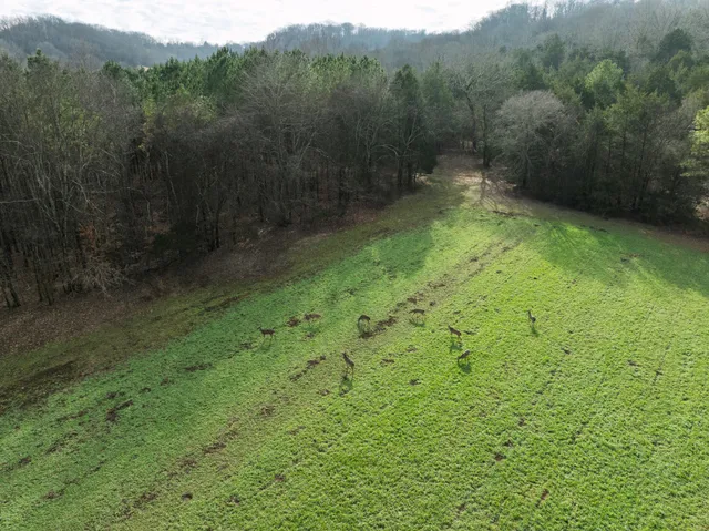 a view of a yard with trees