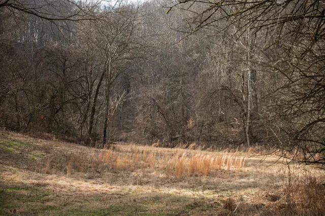 a view of a dry yard