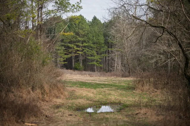 a view of a park with large trees