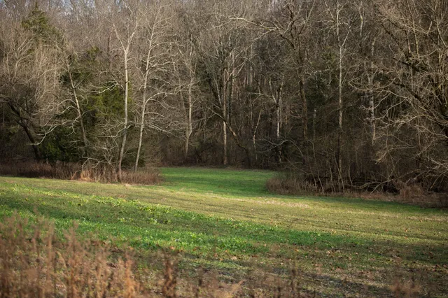 a big yard with lots of green space and deers
