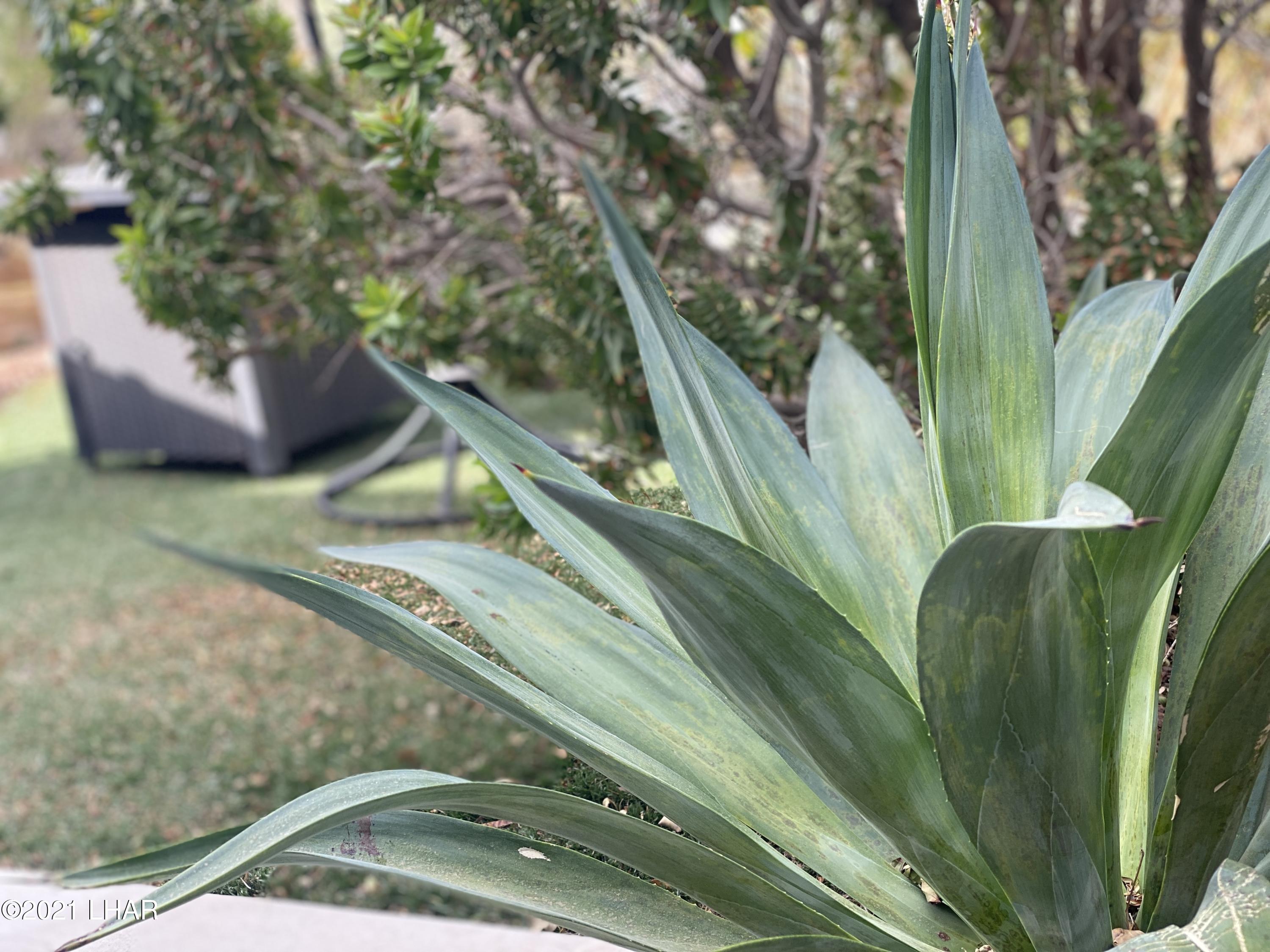 1905 Victoria Farms Road, Unit 54 Lake Havasu City, AZ 86404 - Photo 22 of 22 a view of a garden