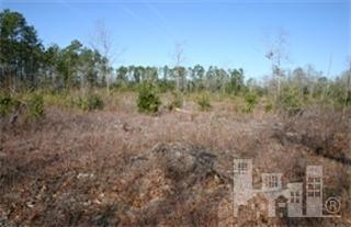 0 Coras Grove Road Willard, NC 28478 - Photo 1 of 1 Primary Photo