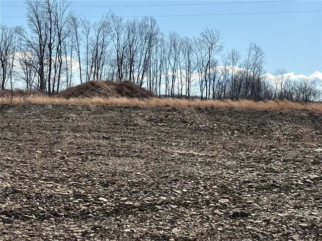 a view of large trees and a yard