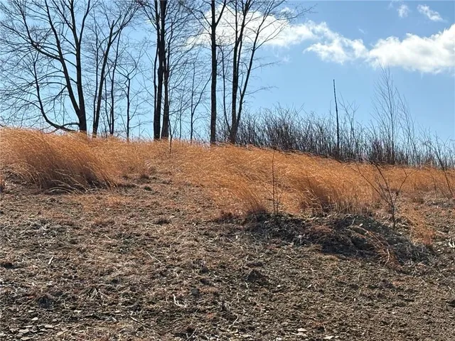 a view of a yard with a tree