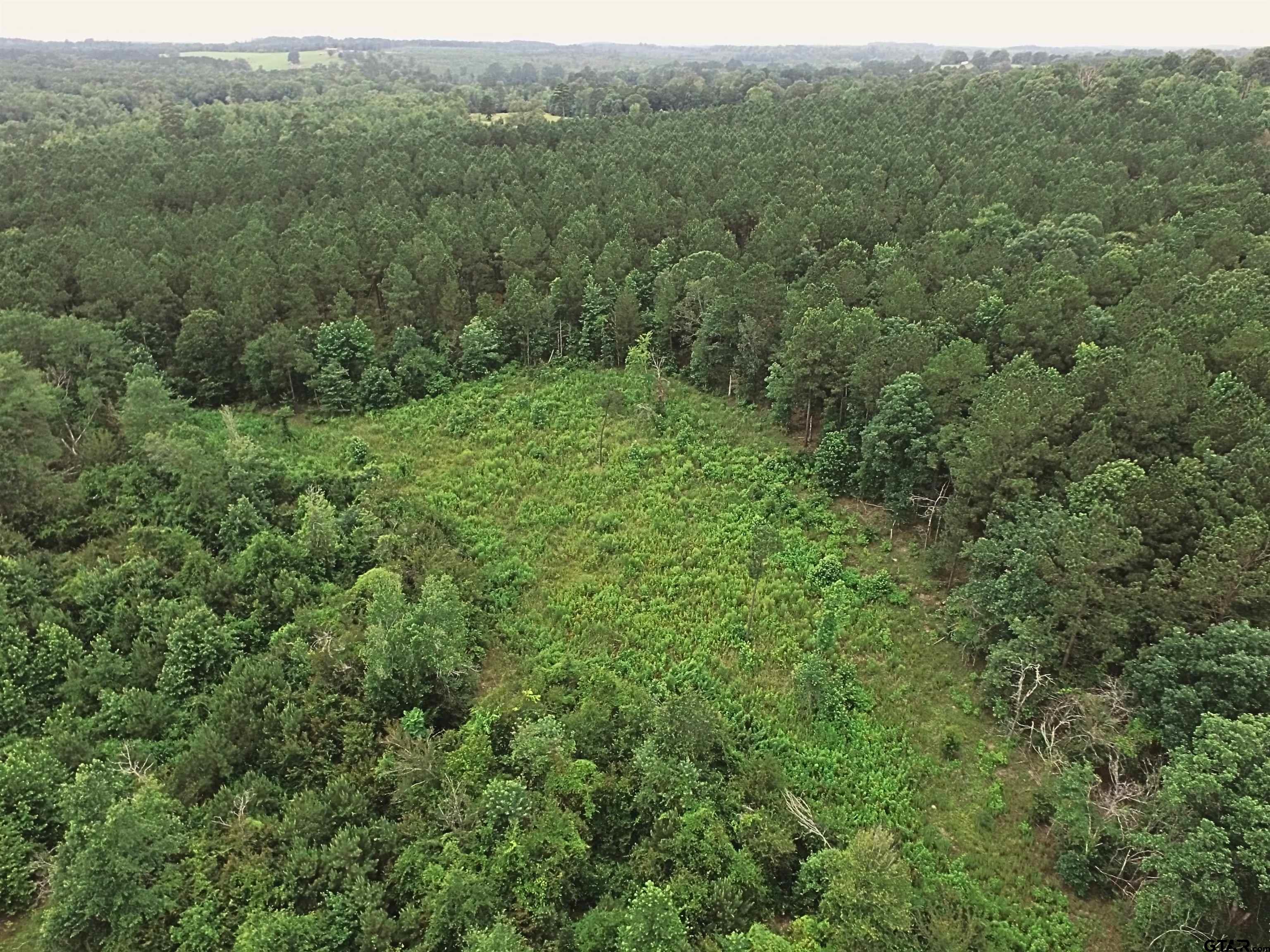 Tbd Tom Smith Road Harleton, TX 75651 - Photo 5 of 13 a view of a lush green forest with trees and some houses