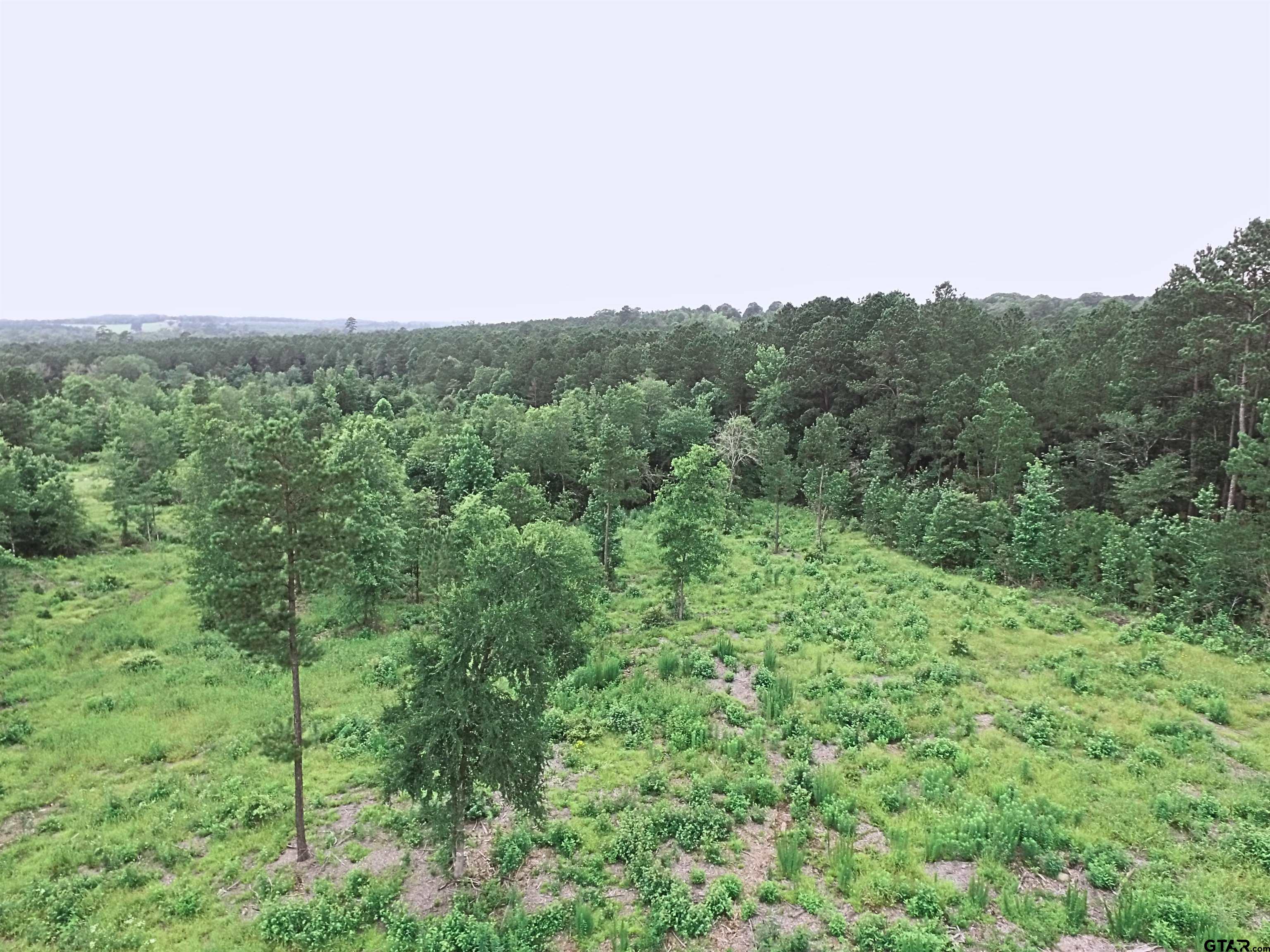 Tbd Tom Smith Road Harleton, TX 75651 - Photo 6 of 13 a view of a green field