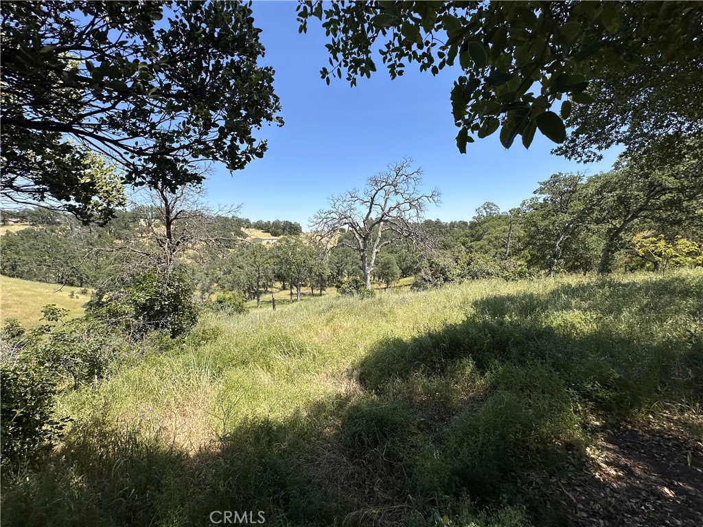 6920 Remunda Road Corning, CA 96021 - Photo 2 of 7 a view of a yard with a tree
