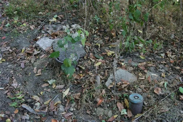 a view of a backyard of of a house