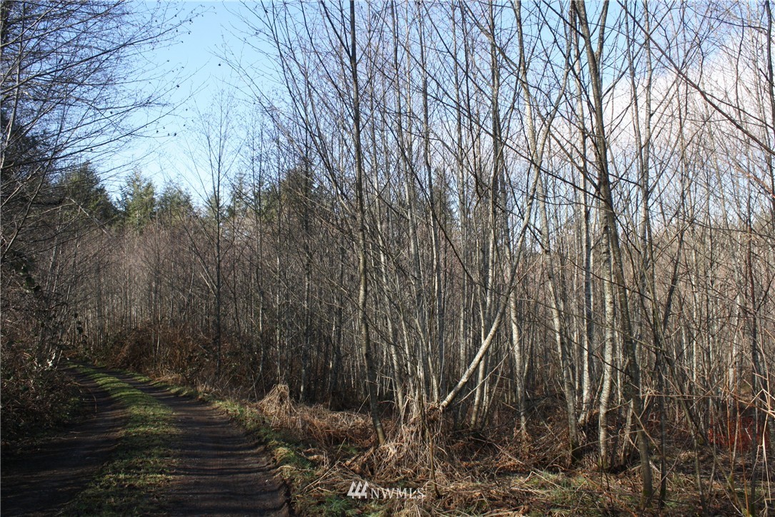 1393 Mox Chehalis Road McCleary, WA 98557 - Photo 17 of 18 Gallery Image 17