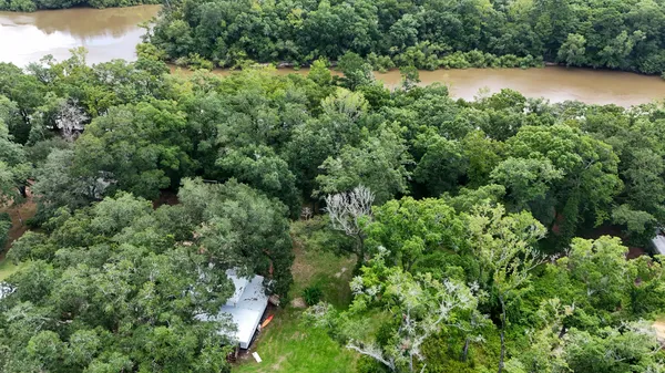 a view of a forest with trees