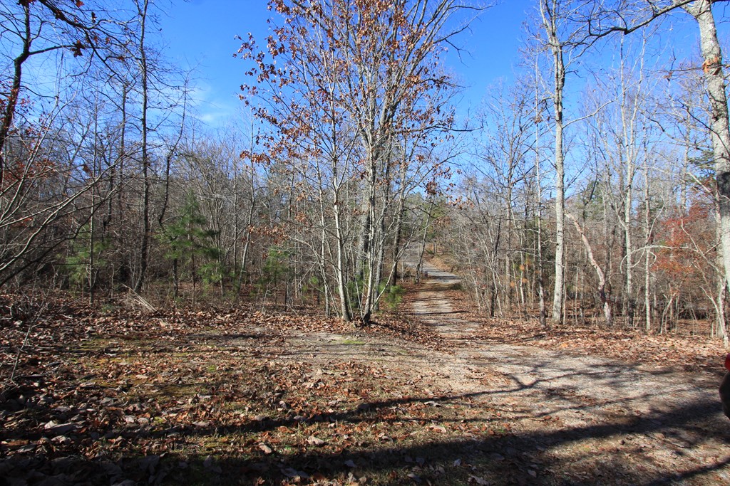 365 Wolfden Branch Road Warm Springs, GA 31830 - Photo 13 of 20 Gallery Image 13