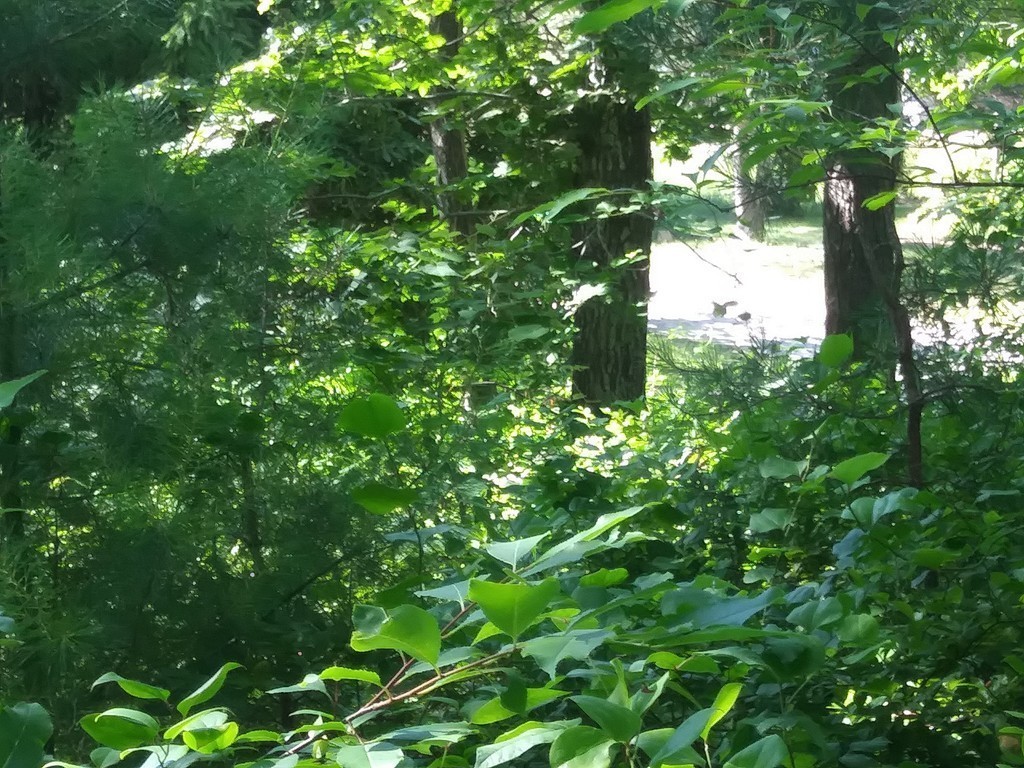0 Lydias Island Road Wareham, MA 02571 - Photo 6 of 11