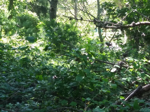 0 Lydias Island Road Wareham, MA 02571 - Photo 7 of 11