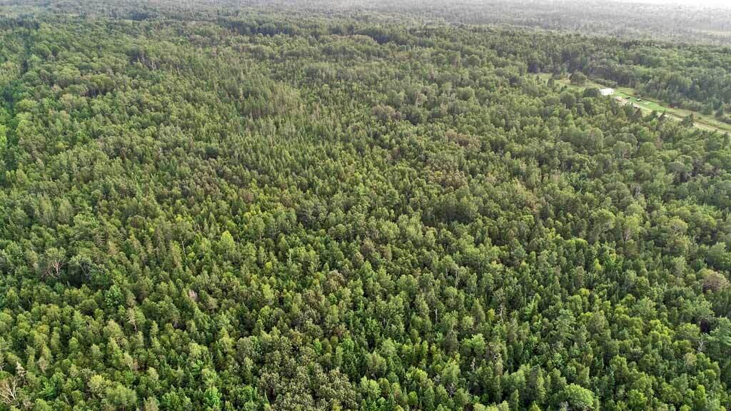 Lot 16 Rt 163 Presque Isle Road Ashland, ME 04732 - Photo 7 of 18 maine-woods-land-ashland