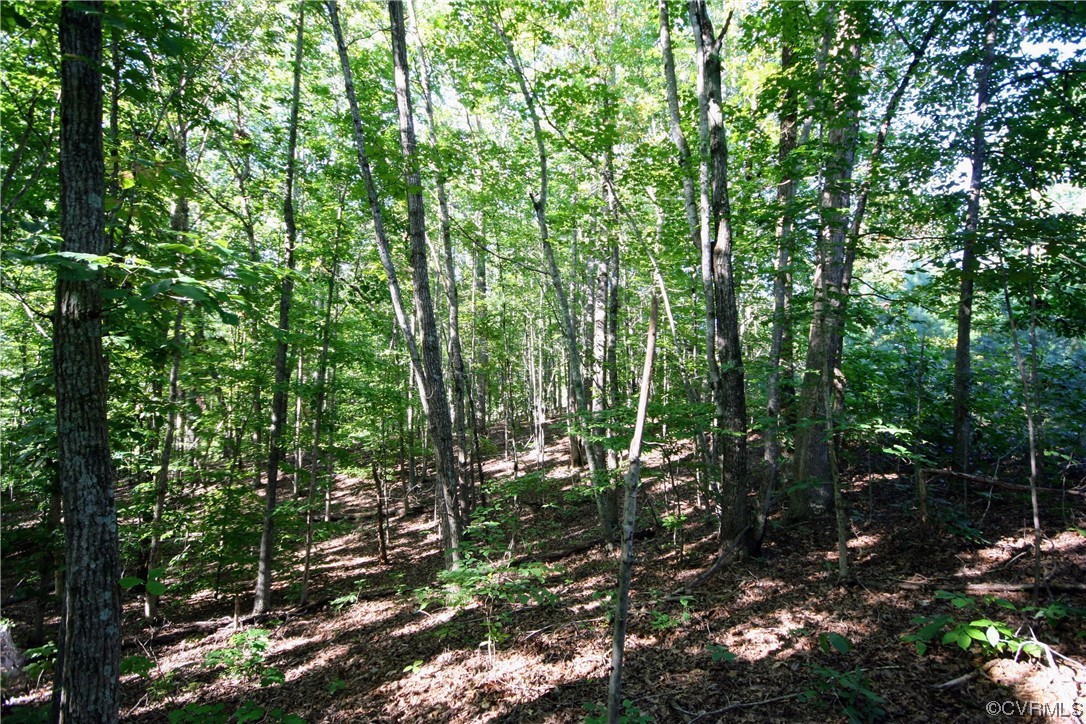 0 Sharon Road Esmont, VA 22937 - Photo 11 of 43 a view of forest