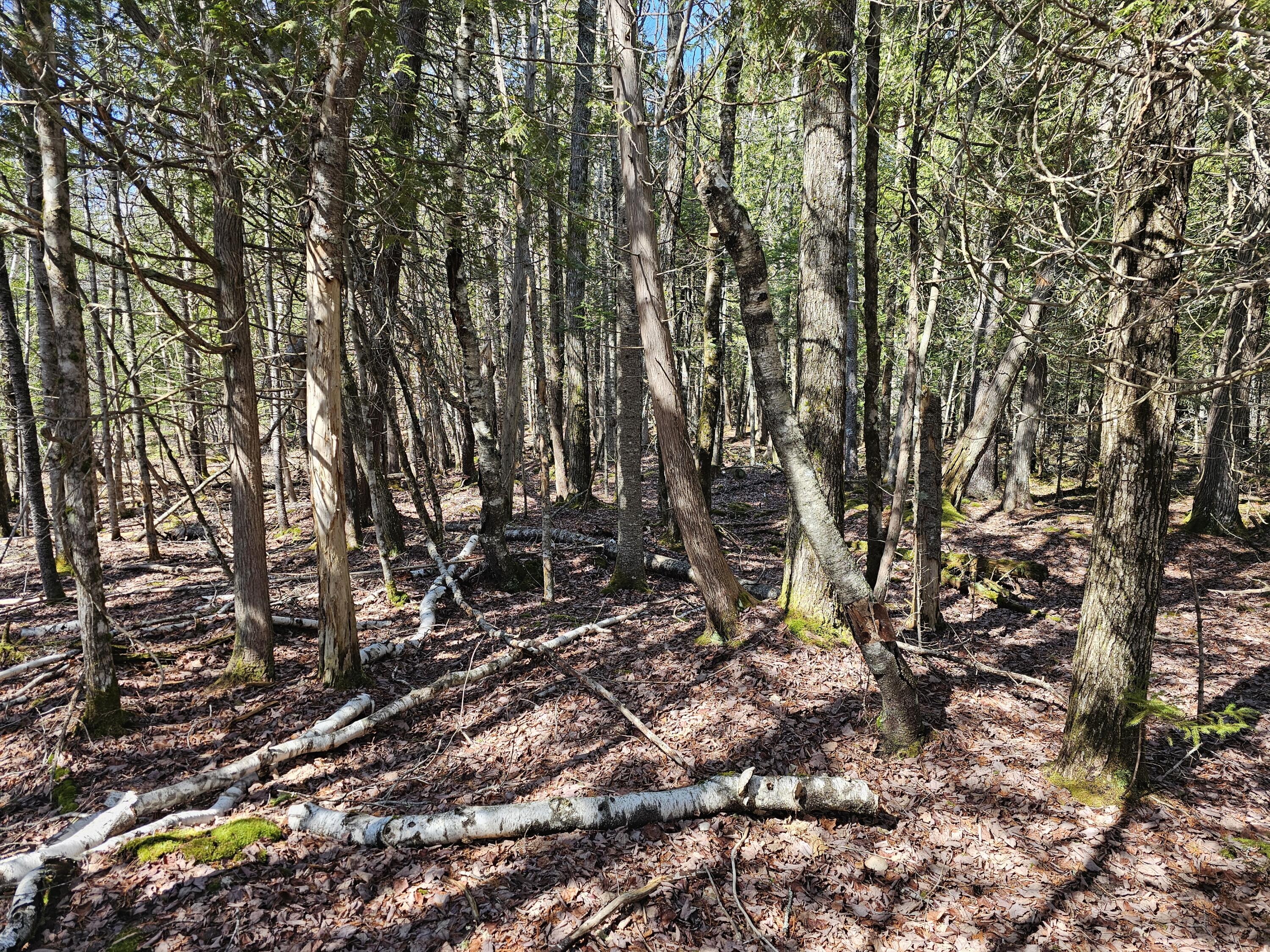 83 Willey District Road Harrington, ME 04643 - Photo 44 of 66 20260414_143146