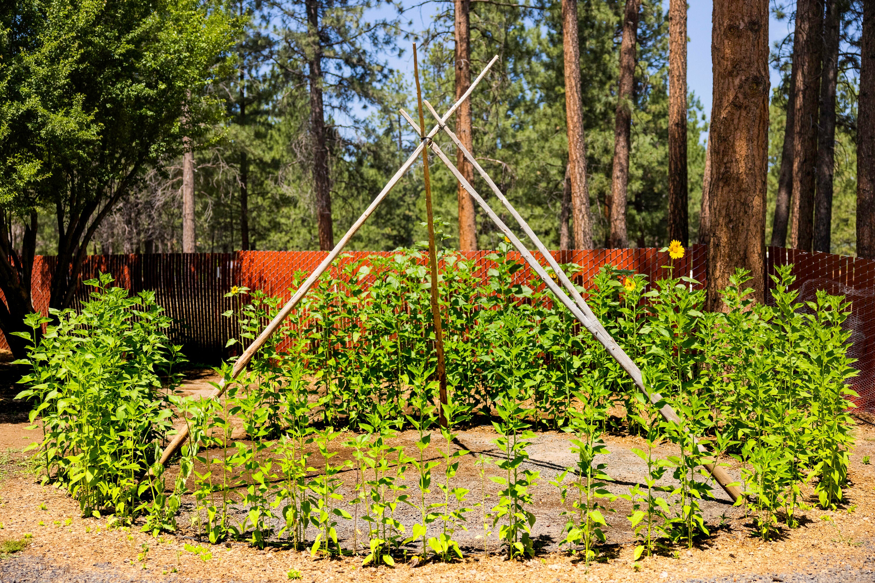 14631 Bluegrass Loop Sisters, OR 97759 - Photo 19 of 27 Backyard