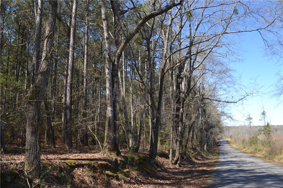 This serene woodland scene features mature trees lining a peaceful country road.