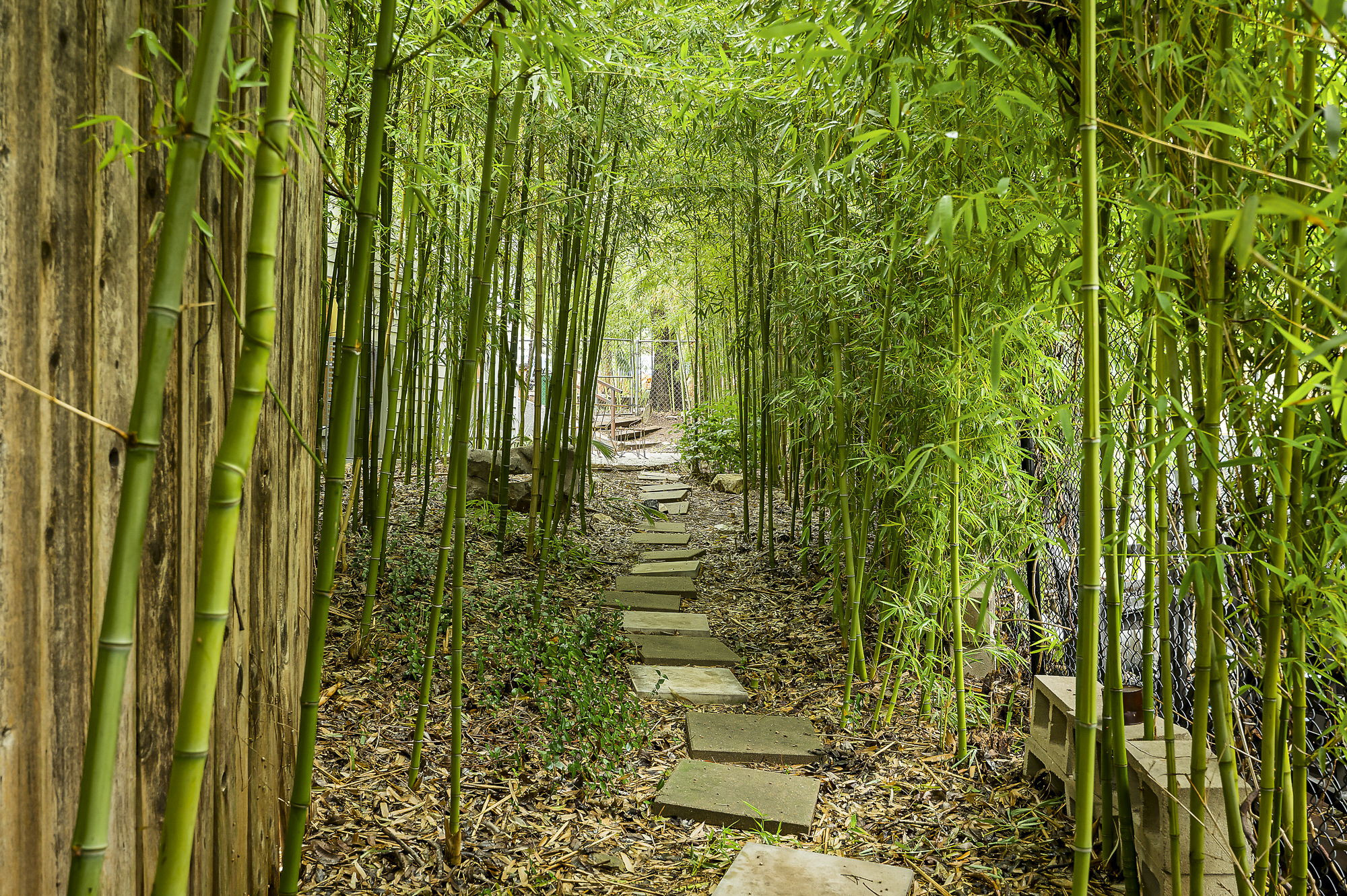 1007 East 8th Street Austin, TX 78702 - Photo 39 of 40 View of bamboo nature walk on the property