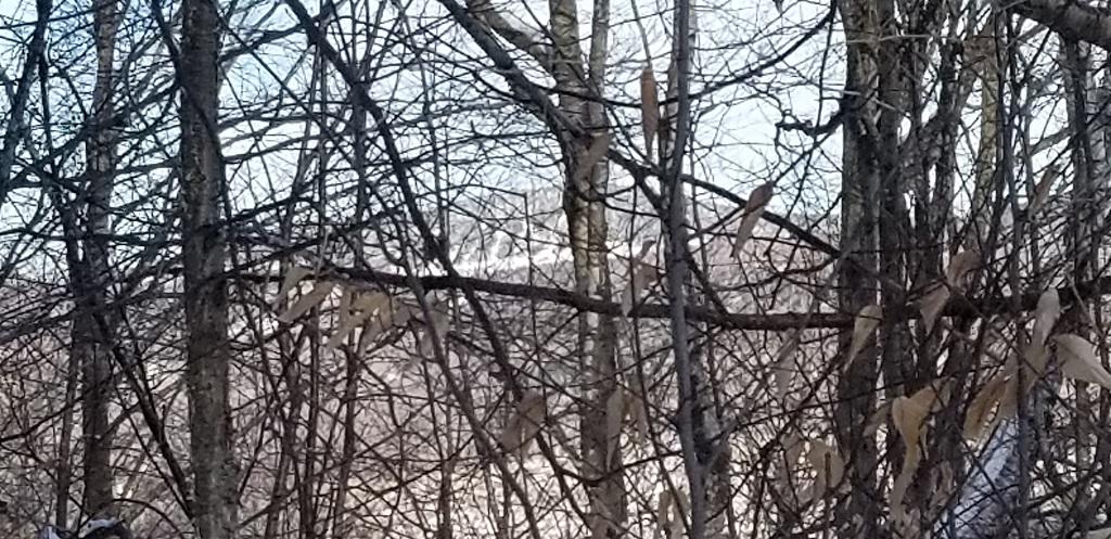 0 Easter Hill Road Roxbury, ME 04275 - Photo 43 of 56 20210107_142327