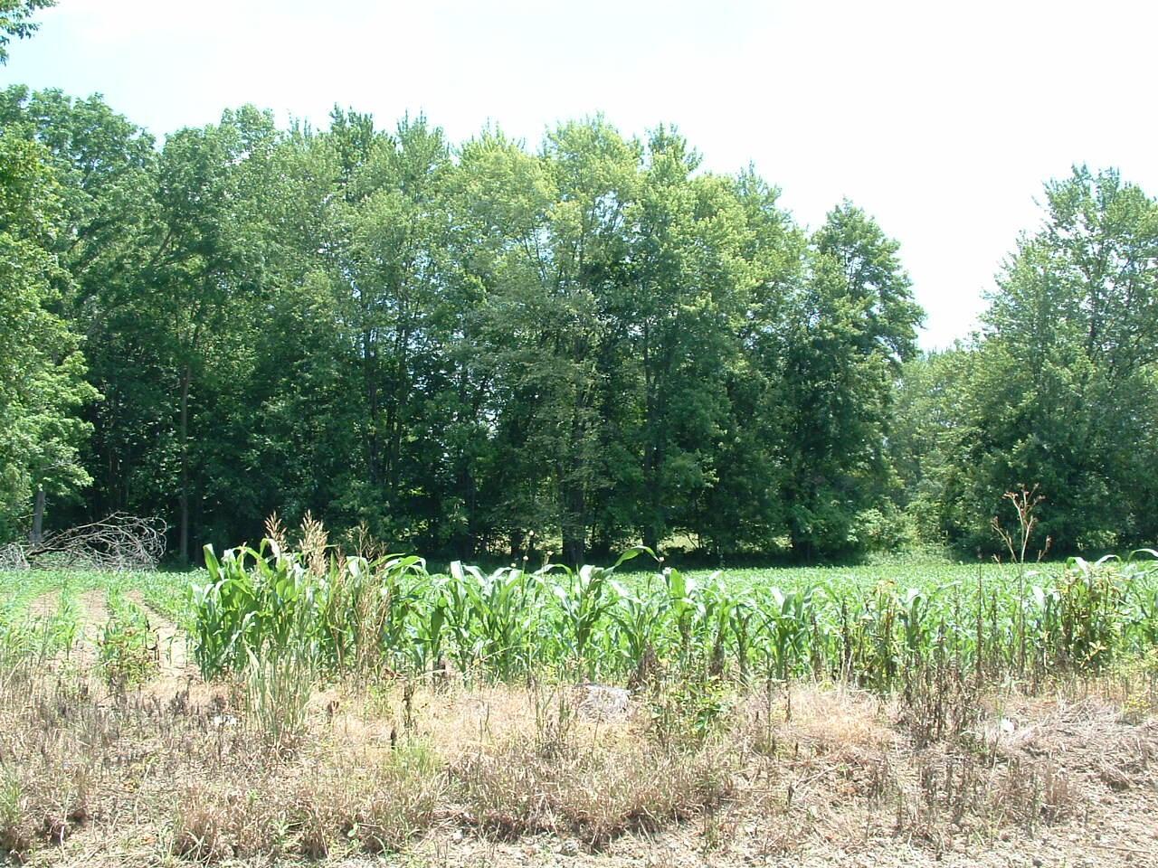 0 Clover Valley Road Northwest Johnstown, OH 43031 - Photo 6 of 16 DSCF0005