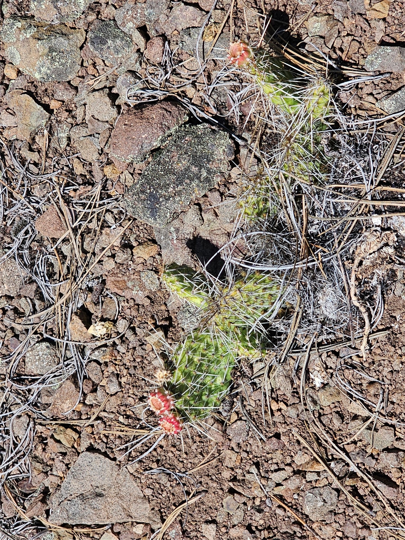 Nhn Upper Sawmill Creek Road Cascade, MT 59421 - Photo 16 of 28 Gallery Image 16