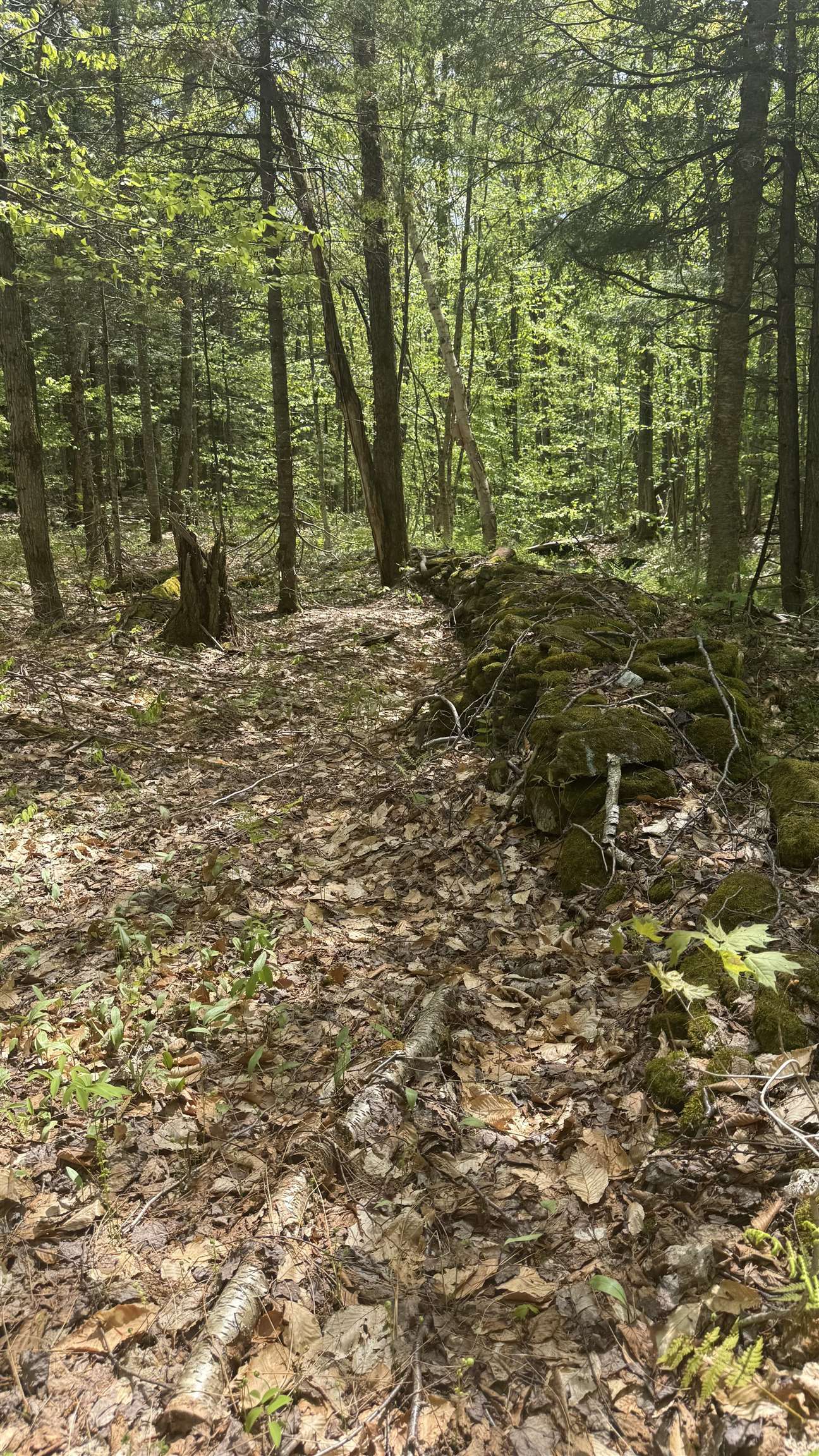 0 Potter Road Lowell, VT 05847 - Photo 6 of 48
